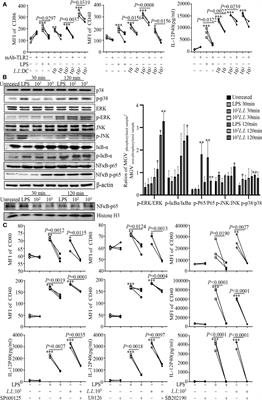 Dendritic cell-based vaccine prepared with recombinant Lactococcus lactis enhances antigen cross-presentation and antitumor efficacy through ROS production